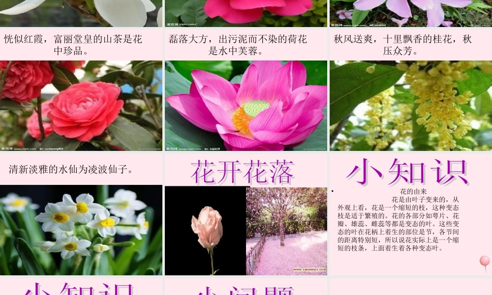 四年级科学下册 2.1《花开花落为哪》课件3 湘教版-湘教版小学四年级下册自然科学课件