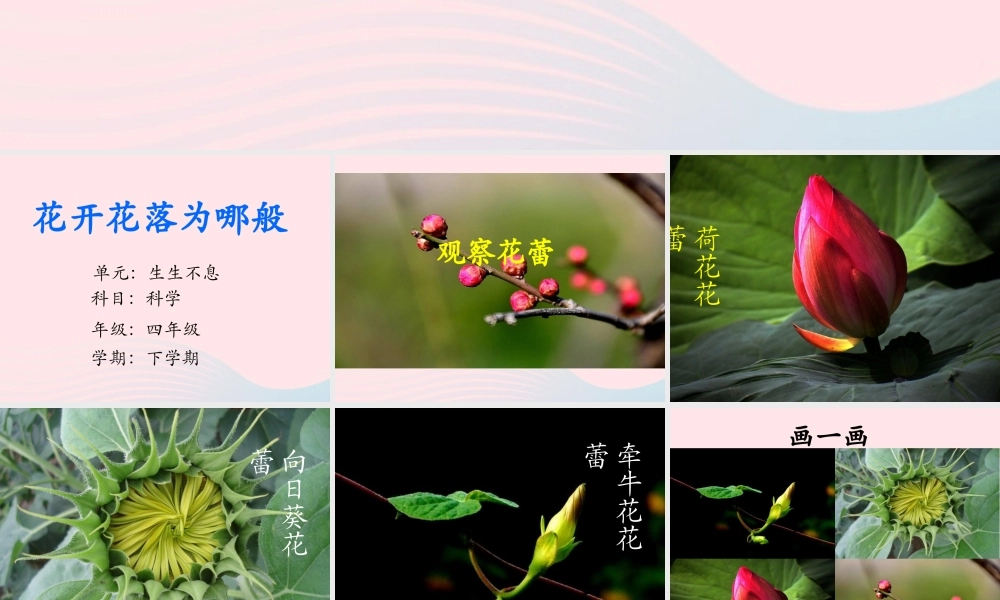 四年级科学下册 2.1《花开花落为哪》课件4 湘教版-湘教版小学四年级下册自然科学课件