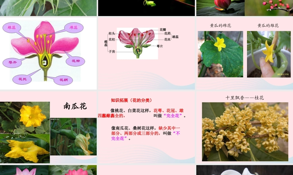 四年级科学下册 2.1《花开花落为哪》课件4 湘教版-湘教版小学四年级下册自然科学课件