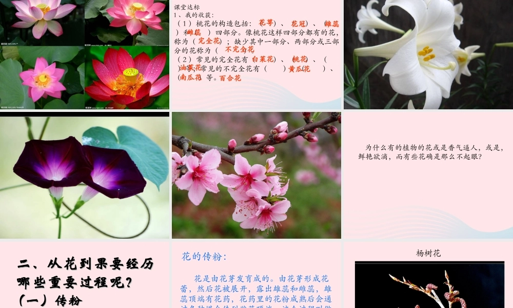 四年级科学下册 2.1《花开花落为哪》课件4 湘教版-湘教版小学四年级下册自然科学课件