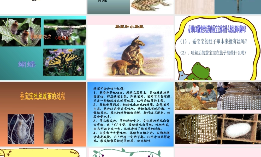 四年级科学下册 2.1我们来养蚕课件1 苏教版-苏教版小学四年级下册自然科学课件