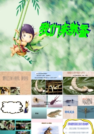 四年级科学下册 2.1我们来养蚕课件1 苏教版-苏教版小学四年级下册自然科学课件