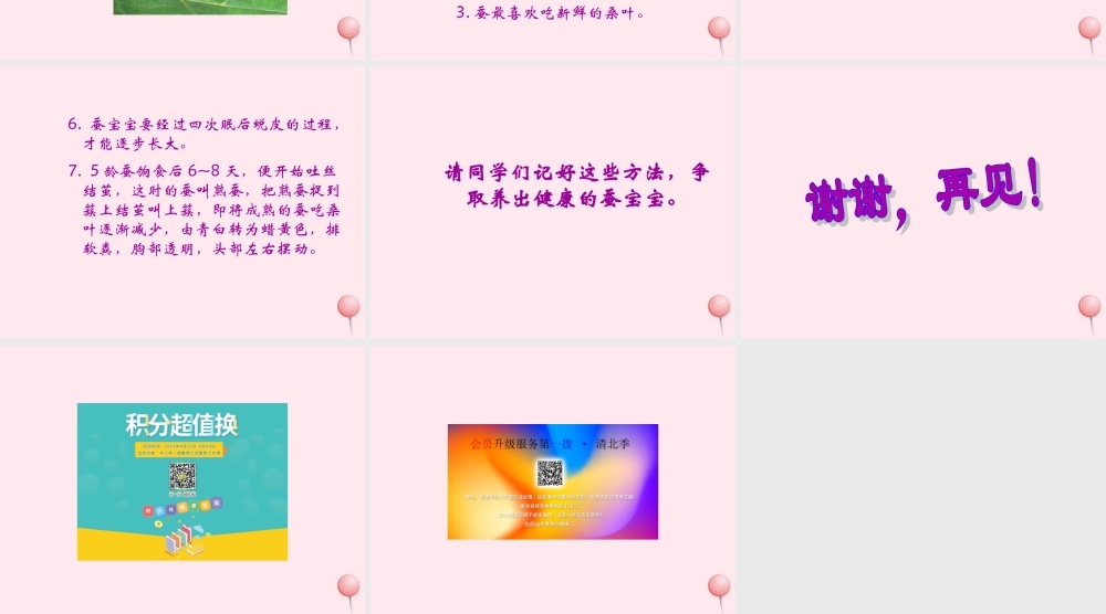 四年级科学下册 2.1我们来养蚕课件2 苏教版-苏教版小学四年级下册自然科学课件