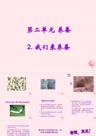 四年级科学下册 2.1我们来养蚕课件2 苏教版-苏教版小学四年级下册自然科学课件