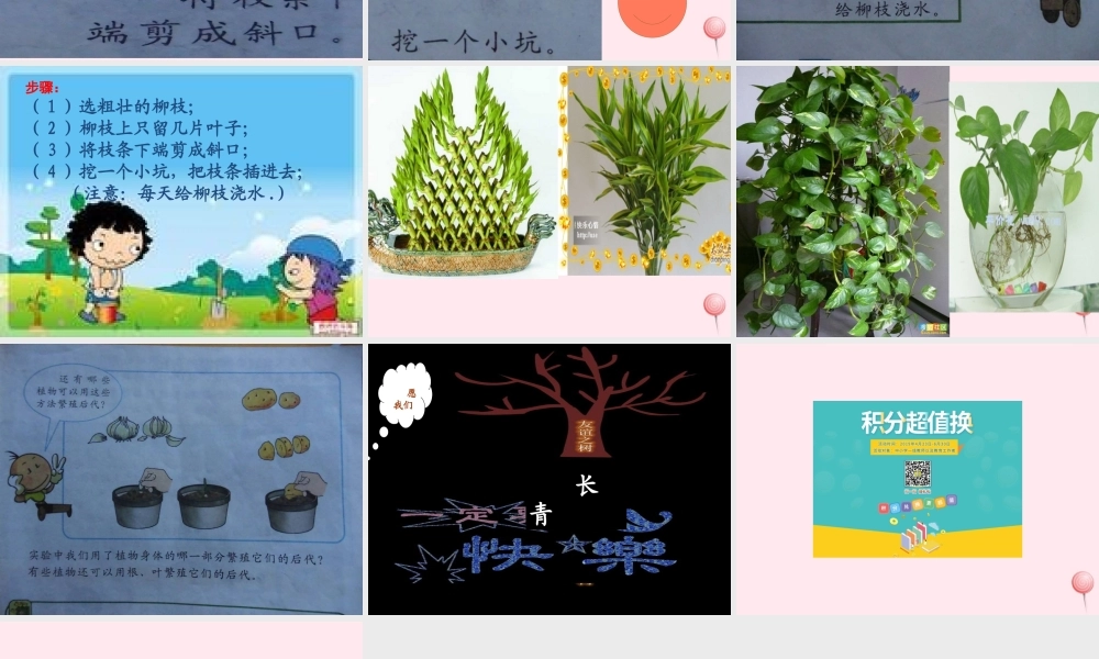 四年级科学下册 2.2《无心插柳柳成荫》课件1 湘教版-湘教版小学四年级下册自然科学课件