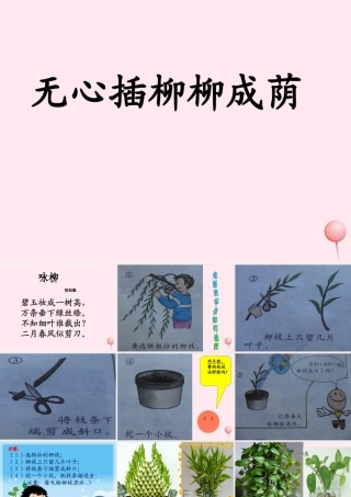 四年级科学下册 2.2《无心插柳柳成荫》课件1 湘教版-湘教版小学四年级下册自然科学课件
