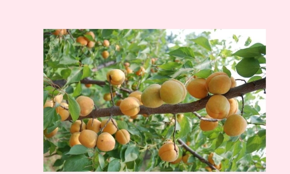 四年级科学下册 2.2《无心插柳柳成荫》课件2 湘教版-湘教版小学四年级下册自然科学课件