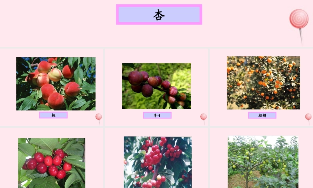 四年级科学下册 2.2《无心插柳柳成荫》课件2 湘教版-湘教版小学四年级下册自然科学课件