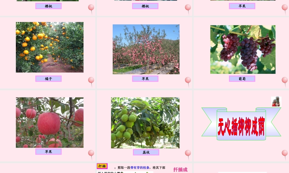 四年级科学下册 2.2《无心插柳柳成荫》课件2 湘教版-湘教版小学四年级下册自然科学课件