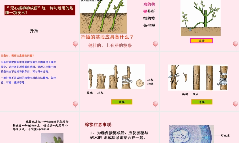 四年级科学下册 2.2《无心插柳柳成荫》课件2 湘教版-湘教版小学四年级下册自然科学课件