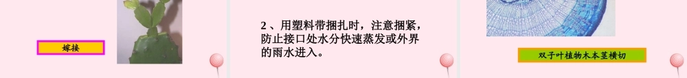 四年级科学下册 2.2《无心插柳柳成荫》课件2 湘教版-湘教版小学四年级下册自然科学课件