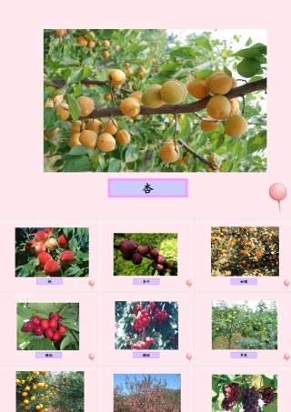 四年级科学下册 2.2《无心插柳柳成荫》课件2 湘教版-湘教版小学四年级下册自然科学课件