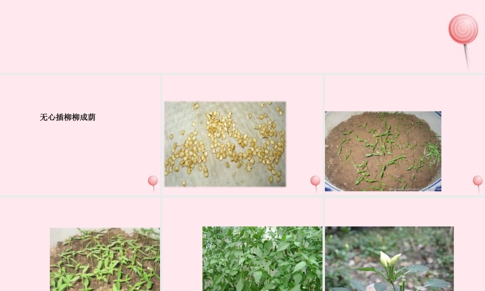 四年级科学下册 2.2《无心插柳柳成荫》课件3 湘教版-湘教版小学四年级下册自然科学课件