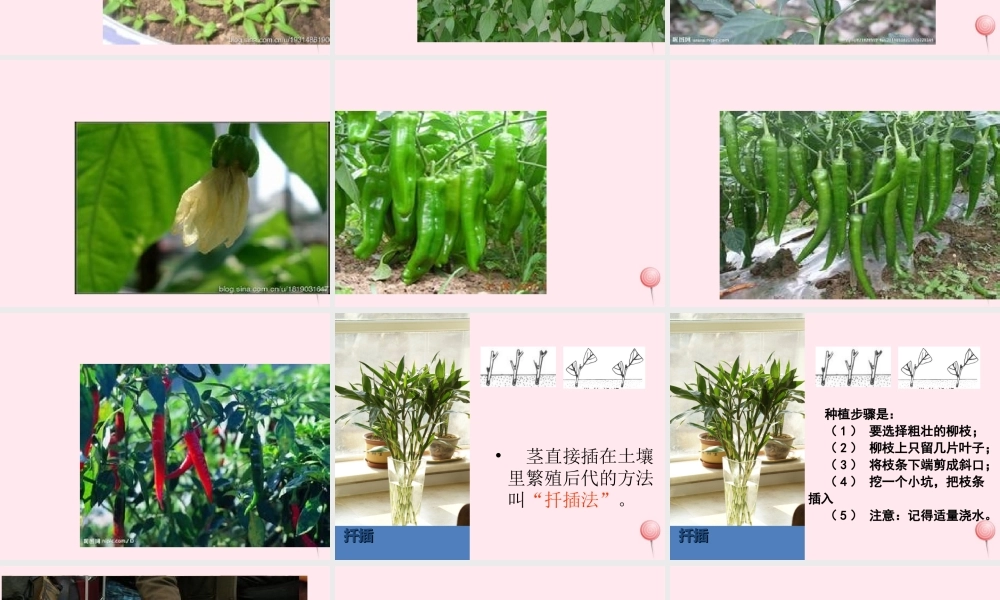 四年级科学下册 2.2《无心插柳柳成荫》课件3 湘教版-湘教版小学四年级下册自然科学课件