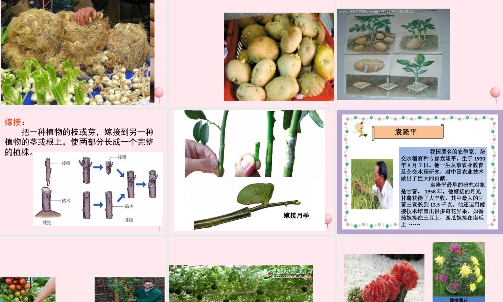 四年级科学下册 2.2《无心插柳柳成荫》课件3 湘教版-湘教版小学四年级下册自然科学课件