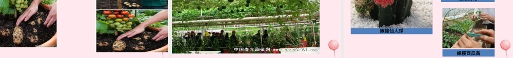 四年级科学下册 2.2《无心插柳柳成荫》课件3 湘教版-湘教版小学四年级下册自然科学课件