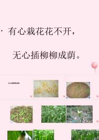四年级科学下册 2.2《无心插柳柳成荫》课件3 湘教版-湘教版小学四年级下册自然科学课件
