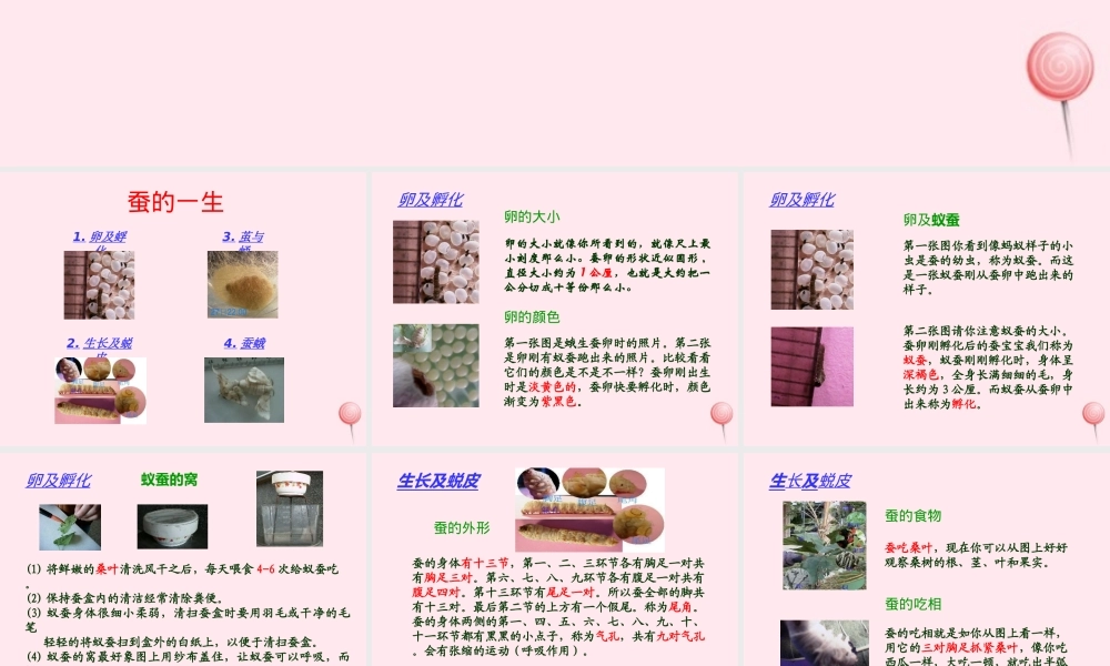 四年级科学下册 2.2给蚕宝宝记日记课件1 苏教版-苏教版小学四年级下册自然科学课件