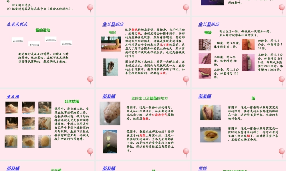 四年级科学下册 2.2给蚕宝宝记日记课件1 苏教版-苏教版小学四年级下册自然科学课件