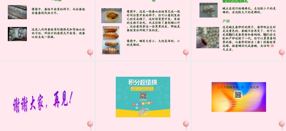 四年级科学下册 2.2给蚕宝宝记日记课件1 苏教版-苏教版小学四年级下册自然科学课件