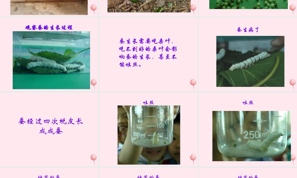 四年级科学下册 2.2给蚕宝宝记日记课件2 苏教版-苏教版小学四年级下册自然科学课件