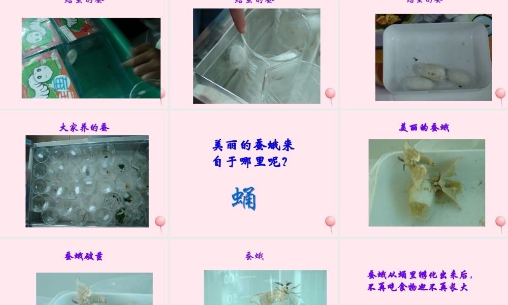 四年级科学下册 2.2给蚕宝宝记日记课件2 苏教版-苏教版小学四年级下册自然科学课件