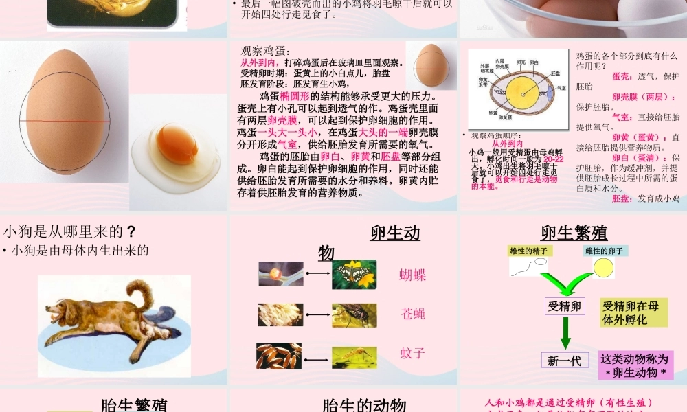 四年级科学下册 2.3《翩翩雌和雄》课件1 湘教版-湘教版小学四年级下册自然科学课件