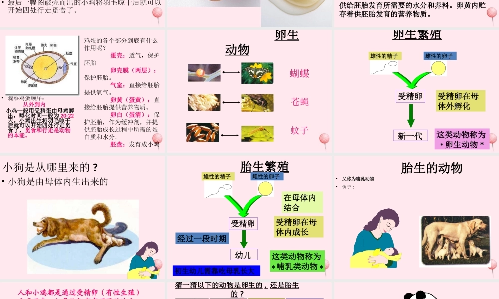 四年级科学下册 2.3《翩翩雌和雄》课件2 湘教版-湘教版小学四年级下册自然科学课件