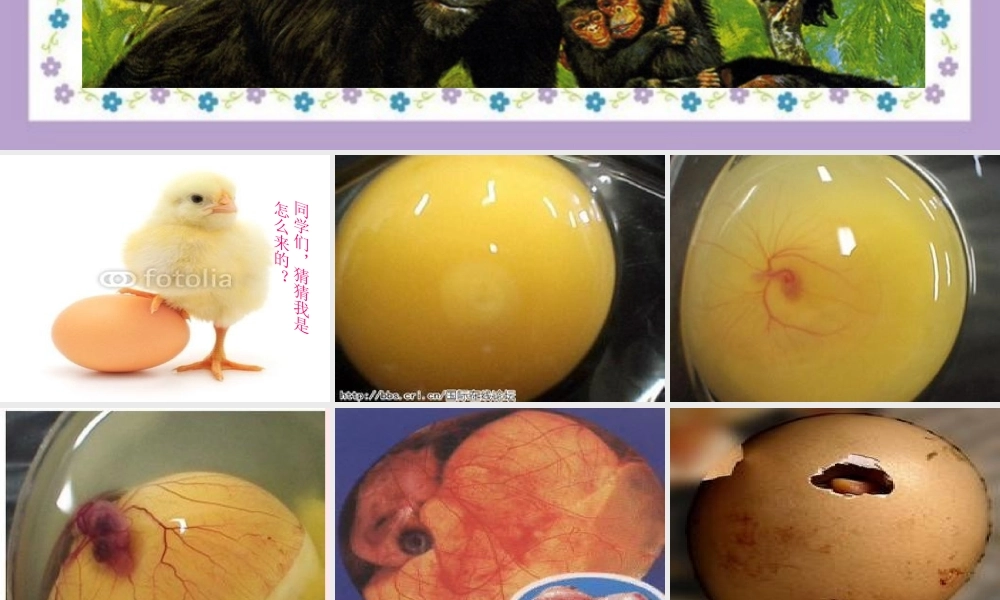 四年级科学下册 2.3《翩翩雌和雄》课件4 湘教版-湘教版小学四年级下册自然科学课件