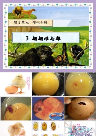 四年级科学下册 2.3《翩翩雌和雄》课件4 湘教版-湘教版小学四年级下册自然科学课件