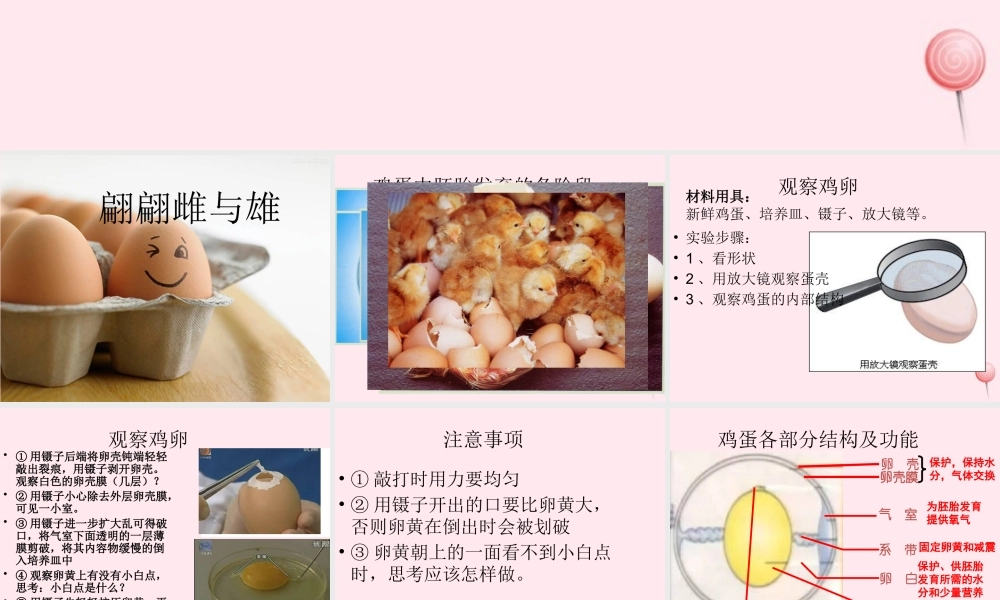 四年级科学下册 2.3《翩翩雌和雄》课件5 湘教版-湘教版小学四年级下册自然科学课件