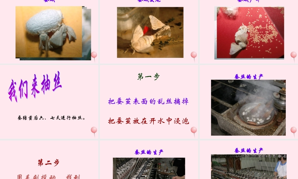 四年级科学下册 2.3我们来抽丝课件 苏教版-苏教版小学四年级下册自然科学课件