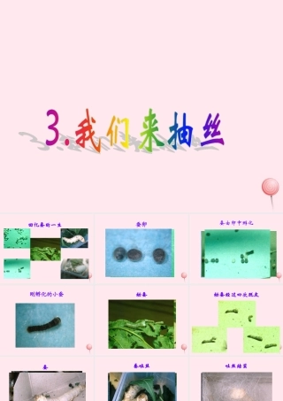 四年级科学下册 2.3我们来抽丝课件 苏教版-苏教版小学四年级下册自然科学课件