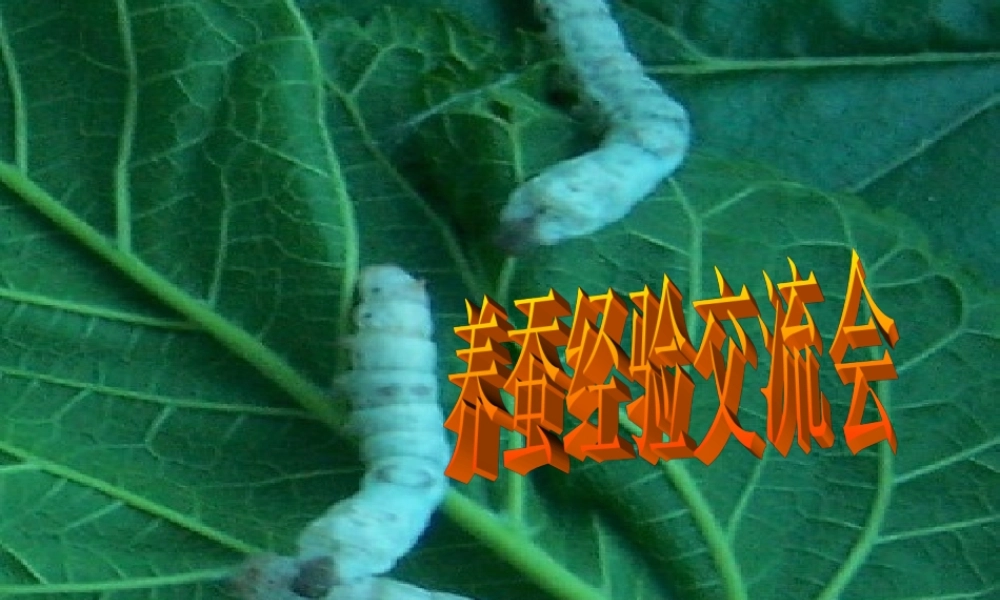 四年级科学下册 2.4养蚕经验交流会课件1 苏教版-苏教版小学四年级下册自然科学课件