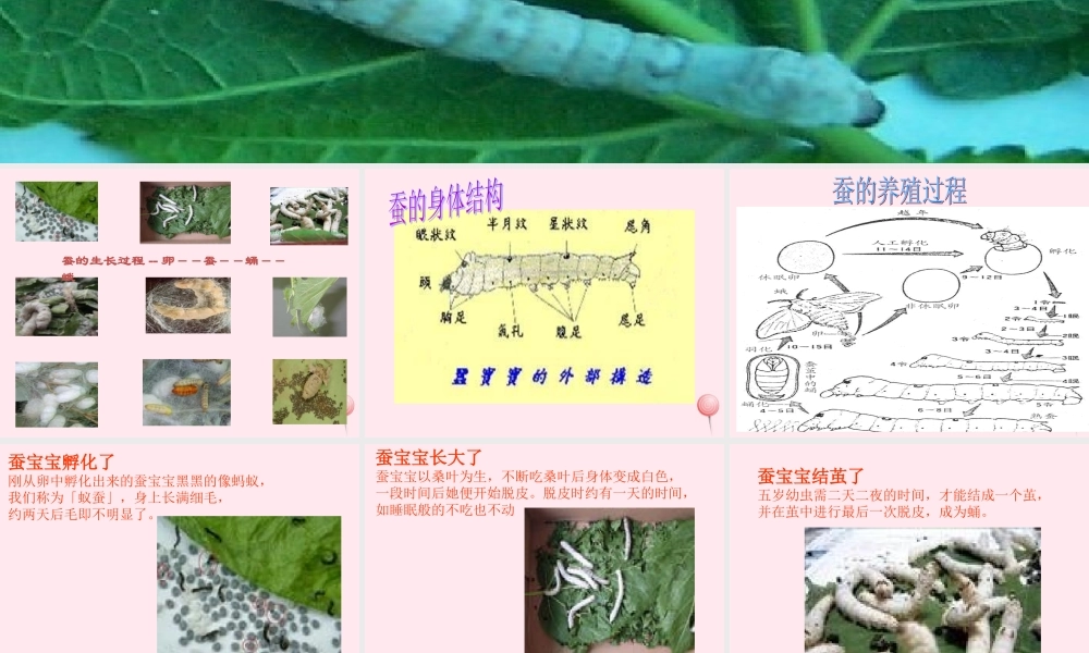 四年级科学下册 2.4养蚕经验交流会课件1 苏教版-苏教版小学四年级下册自然科学课件