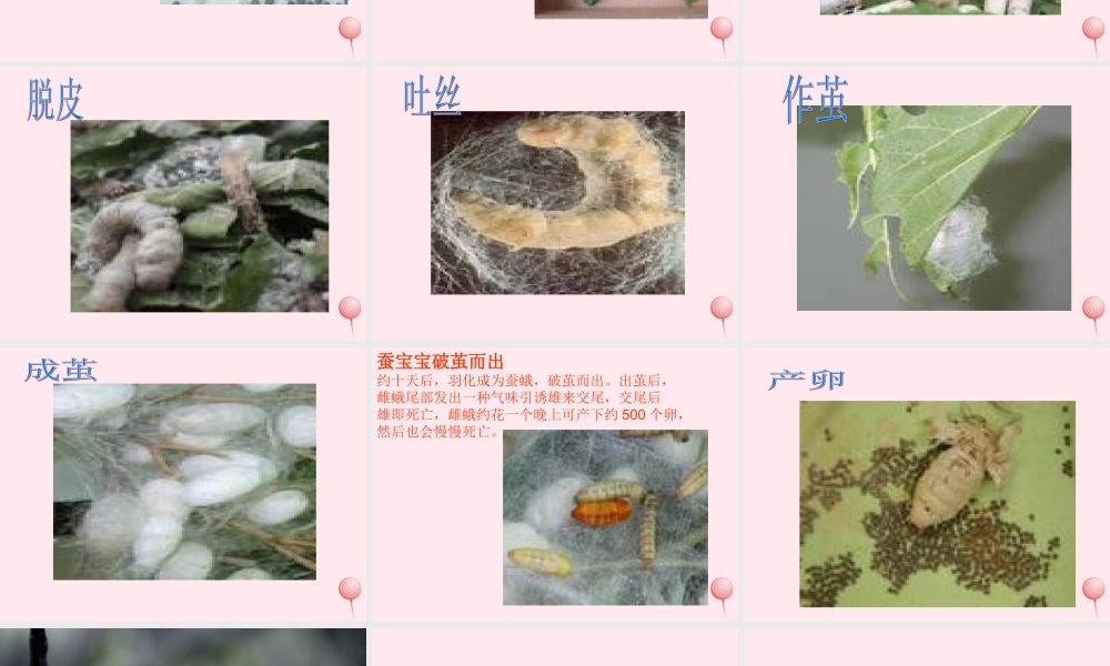 四年级科学下册 2.4养蚕经验交流会课件1 苏教版-苏教版小学四年级下册自然科学课件