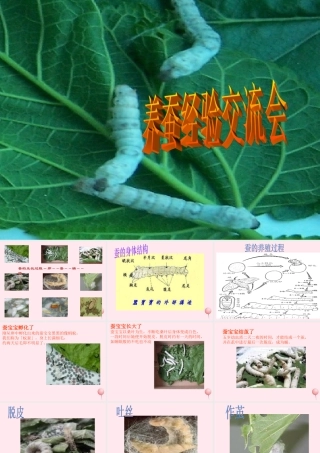 四年级科学下册 2.4养蚕经验交流会课件1 苏教版-苏教版小学四年级下册自然科学课件