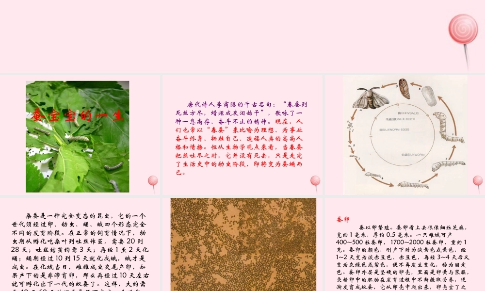 四年级科学下册 2.4养蚕经验交流会课件2 苏教版-苏教版小学四年级下册自然科学课件