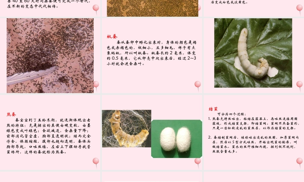 四年级科学下册 2.4养蚕经验交流会课件2 苏教版-苏教版小学四年级下册自然科学课件