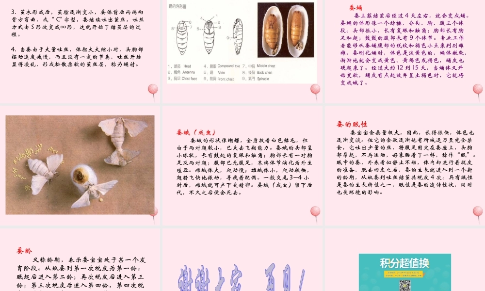 四年级科学下册 2.4养蚕经验交流会课件2 苏教版-苏教版小学四年级下册自然科学课件