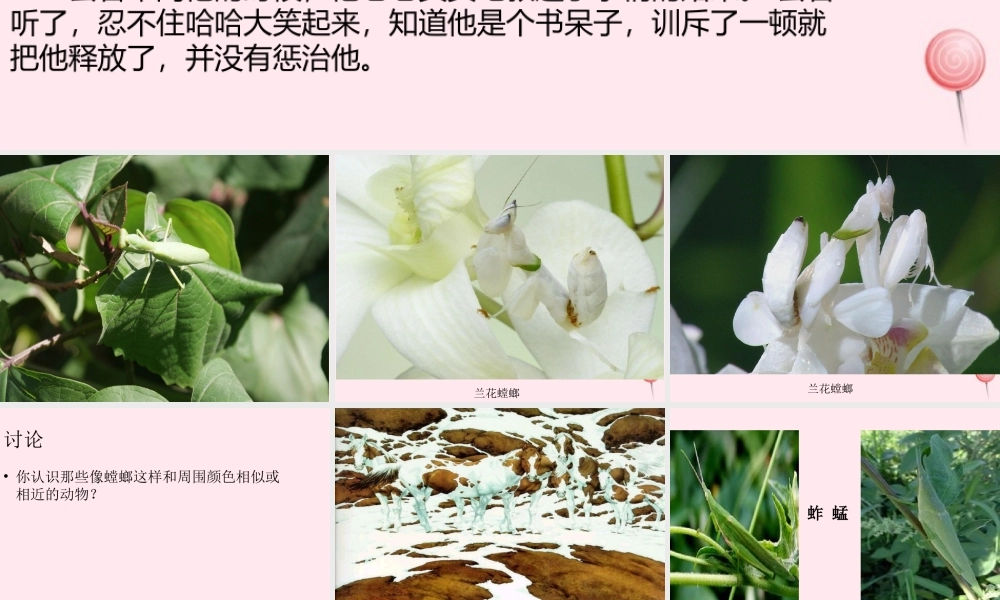 四年级科学下册 第四单元 生物与环境 第15课《变色龙》课件1 青岛版五四制-青岛版小学四年级下册自然科学课件