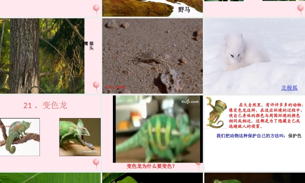 四年级科学下册 第四单元 生物与环境 第15课《变色龙》课件1 青岛版五四制-青岛版小学四年级下册自然科学课件