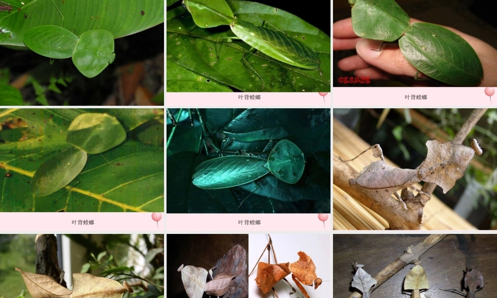 四年级科学下册 第四单元 生物与环境 第15课《变色龙》课件1 青岛版五四制-青岛版小学四年级下册自然科学课件