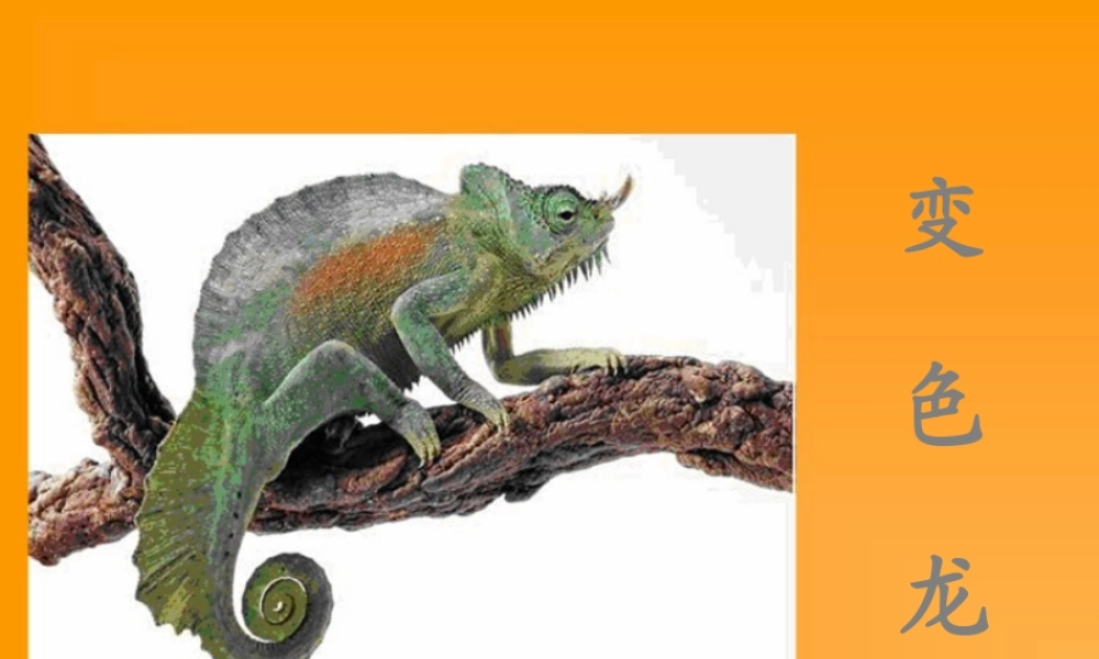 四年级科学下册 第四单元 生物与环境 第15课《变色龙》课件2 青岛版五四制-青岛版小学四年级下册自然科学课件