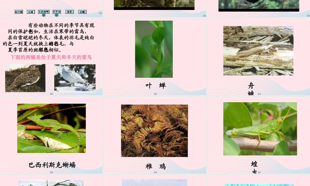 四年级科学下册 第四单元 生物与环境 第15课《变色龙》课件2 青岛版五四制-青岛版小学四年级下册自然科学课件