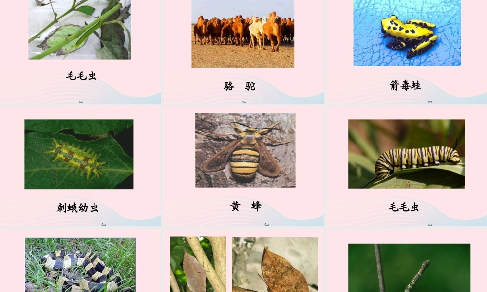 四年级科学下册 第四单元 生物与环境 第15课《变色龙》课件2 青岛版五四制-青岛版小学四年级下册自然科学课件