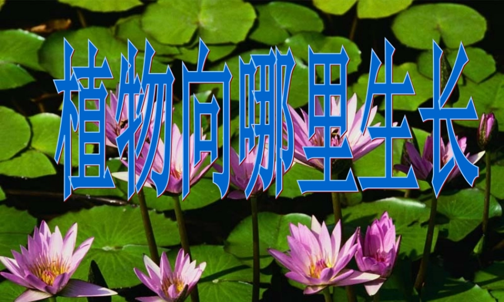 四年级科学下册 第四单元 生物与环境 第16课《植物向哪里长》课件 青岛版五四制-青岛版小学四年级下册自然科学课件