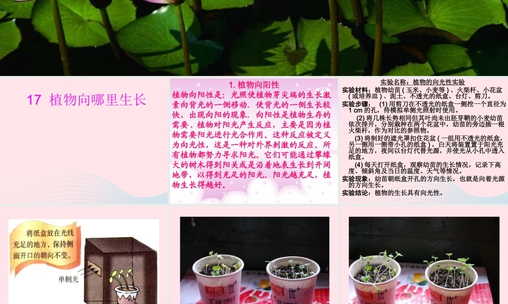 四年级科学下册 第四单元 生物与环境 第16课《植物向哪里长》课件 青岛版五四制-青岛版小学四年级下册自然科学课件