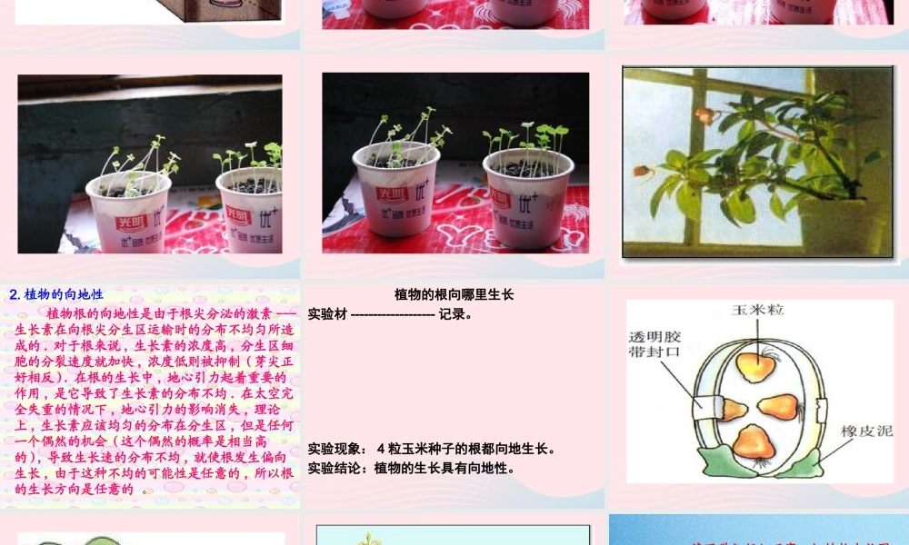 四年级科学下册 第四单元 生物与环境 第16课《植物向哪里长》课件 青岛版五四制-青岛版小学四年级下册自然科学课件