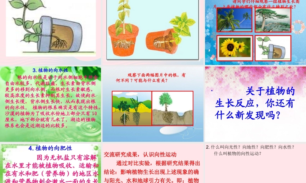 四年级科学下册 第四单元 生物与环境 第16课《植物向哪里长》课件 青岛版五四制-青岛版小学四年级下册自然科学课件
